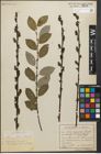 Foto von Salix myrsinifolia Salisb.